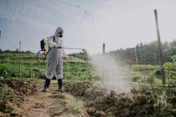 Best Local Pest Control Services  in Blplay, AL