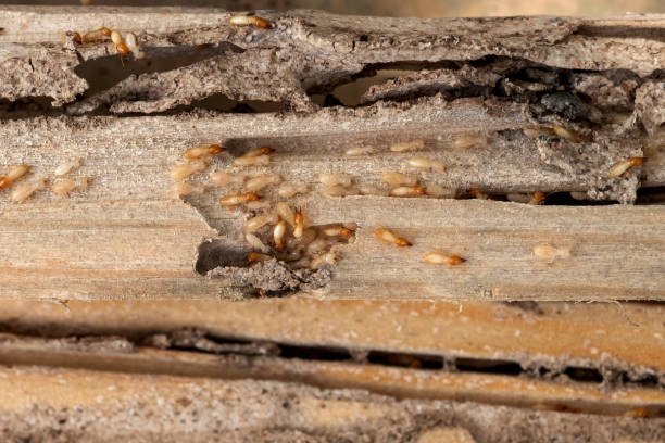 Best Wildlife Control Services  in Blplay, AL