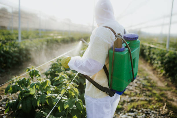 Best Pest Removal Services  in Blplay, AL